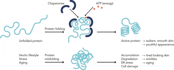 IceAwake_Protein_Folding_in_the_Endoplasmic_Reticulum